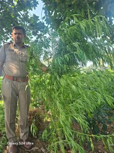 दो खेतों में उगा रखा था गांजा, पुलिस ने जब्त किए 2070 पौधे; कीमत करीब 1 करोड़ रुपए*
