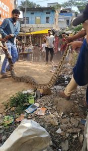 आम्बुआ क़स्बे में 14 फिट लम्बा तथा लगभग 50-60 किलो वजनी अजगर निकला