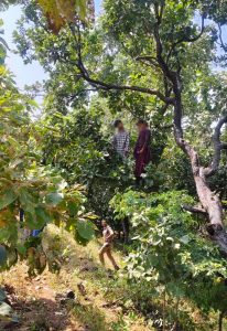 पेड़ पर फंदे से लटके मिले युवक-युवती के शव, पुलिस जांच में जुटी