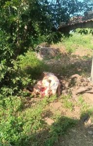 मेघनगर तहसील में फिर आया सामने गौहत्या का मामला,  तुमड़िया (गुवाली) गांव में मचा हड़कंप
