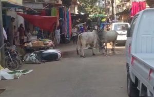 जोबट नगर में दो सांडों का तांडव, स्कूटी गिराई, वाहनों को पहुंचाया नुकसान; मचा हड़कंप